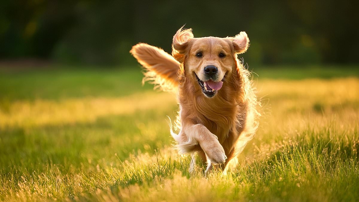 How to have a happy dog: Experts reveal nine-part formula to help your pet live their best life - so, does it sound familiar to you?