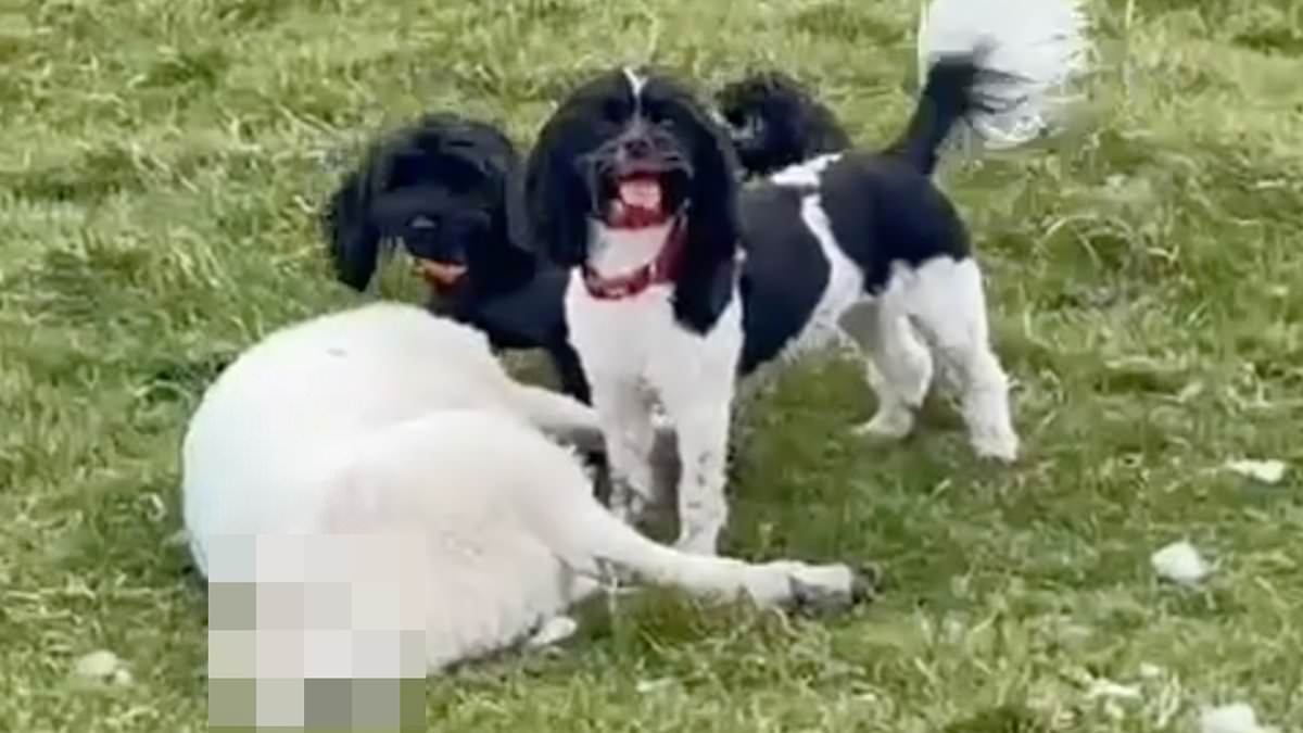Moment two cuddly-looking spaniels turn savage and maul helpless lamb to death
