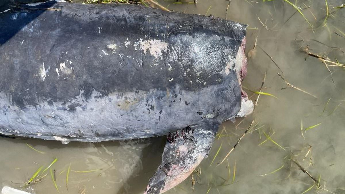 Horror as decapitated DOLPHIN is found on picturesque beach after 'intentional mutilation'