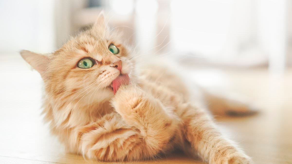 Eight out of 10 ginger cats are male - and scientists have finally found out why
