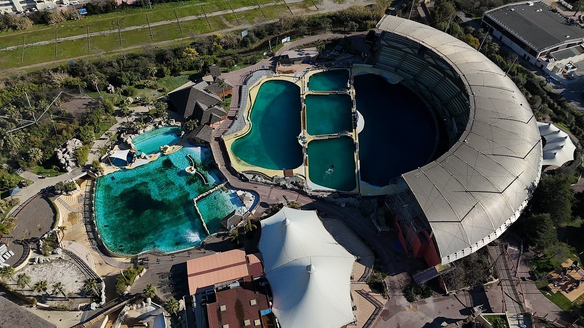 The French bureaucrats who may have doomed abandoned aquarium orcas to die... and why red tape leaves them trapped in a hellish existence