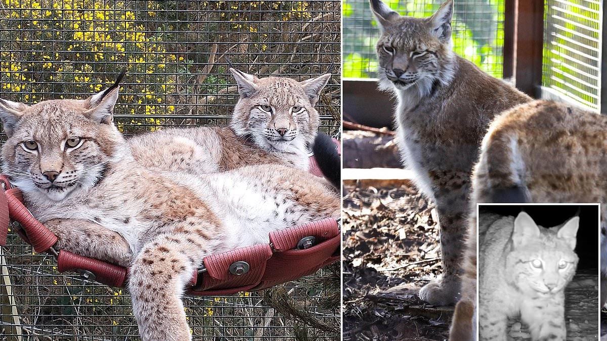 Abandoned lynx have a new home just a few miles from where they were found in the Highlands