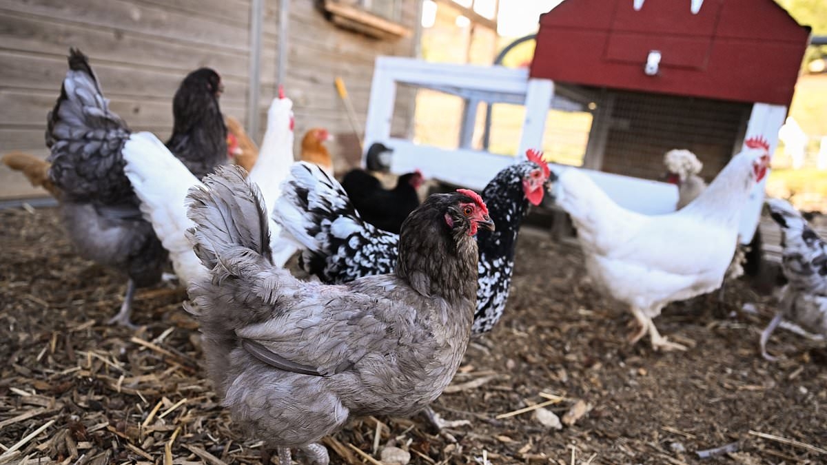 Waitrose rules out buying American beef and chicken as supermarket vows to 'stand with British farmers' following US trade deal