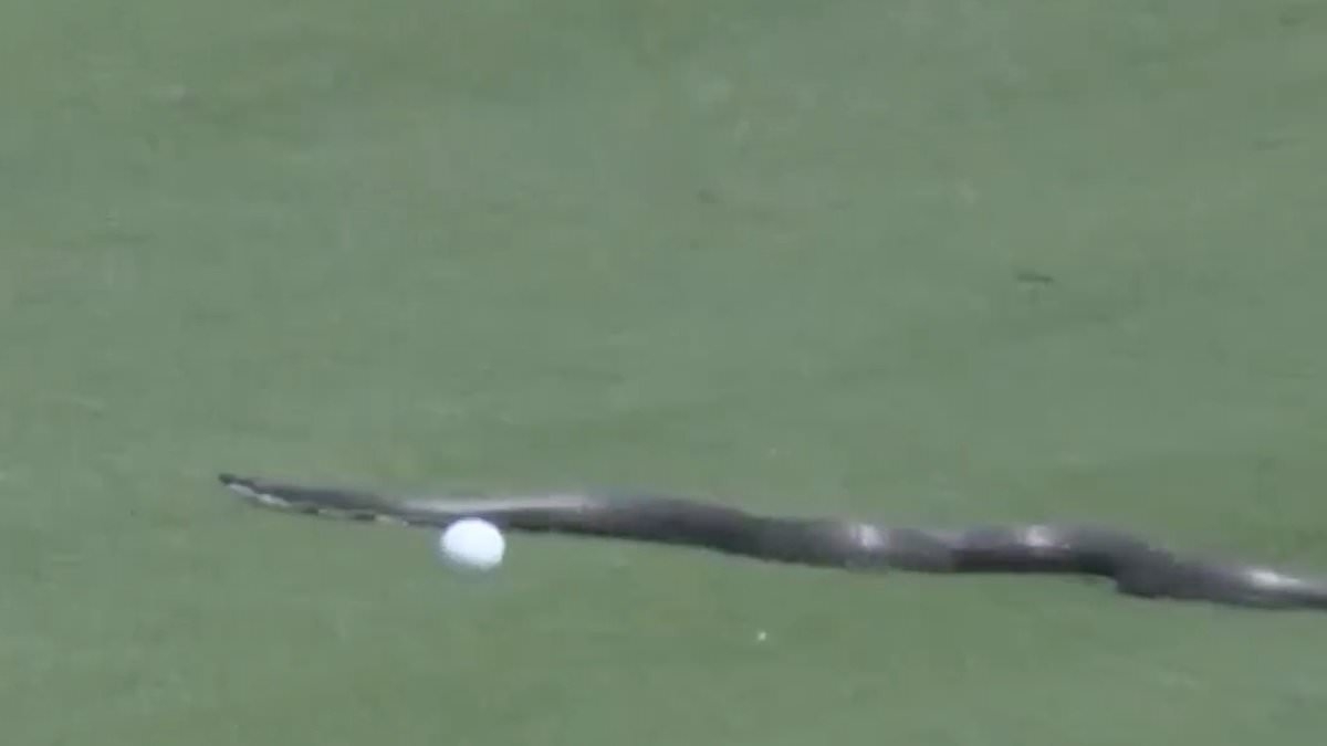 Golfer's terrified reaction as huge snake forces delay at PGA Championship