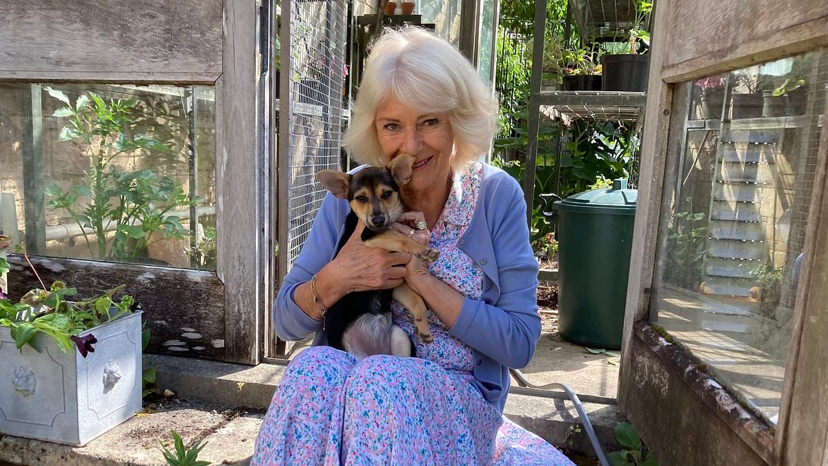Meet Moley - Queen Camilla's new rescue puppy: Royal shows off cute adopted dog after the death of her last canine Beth