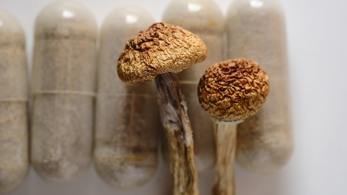 Magic mushrooms 'could help people with Parkinson's' and now large-scale clinical trial is planned