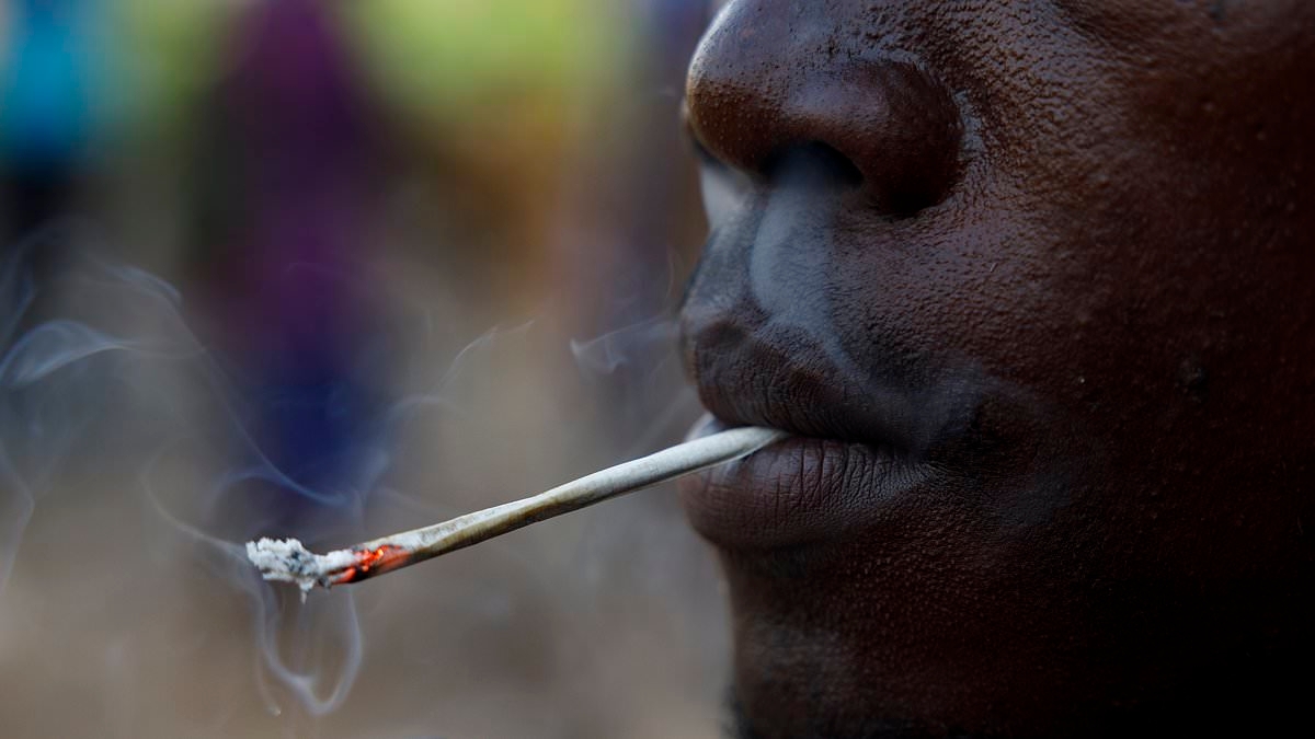 The super psychoactive cannabis taking over the world: Warning over kush containing cannabis, fentanyl, and 'ground up human BONES' - as British 'drugs mule' is detained with £1.5million haul