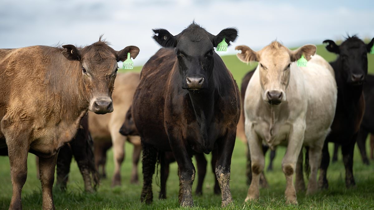 Vegan backlash gathers pace as old-school staple they said would die roars back