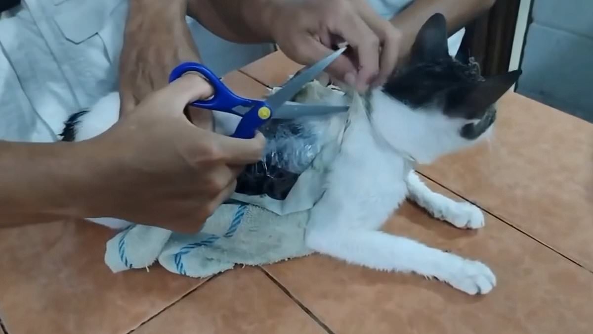 'Narco cat' with crack cocaine and marijuana strapped to it caught smuggling drugs into prison