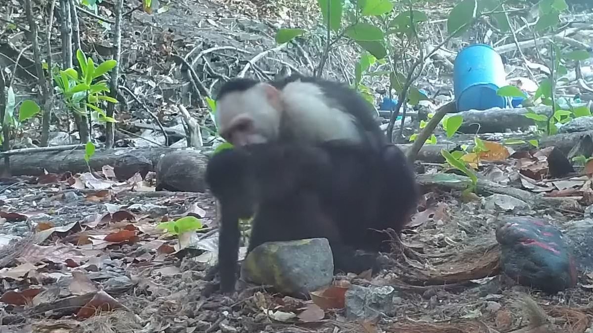 Moment monkey 'kidnaps' a baby of another species and carries the bub away on its back... and experts are struggling to work out why