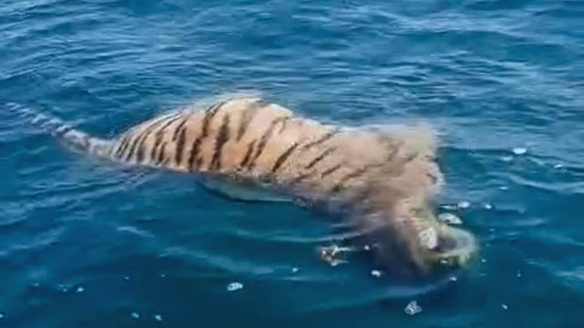 Fishermen are baffled as dead TIGER is spotted floating in the sea
