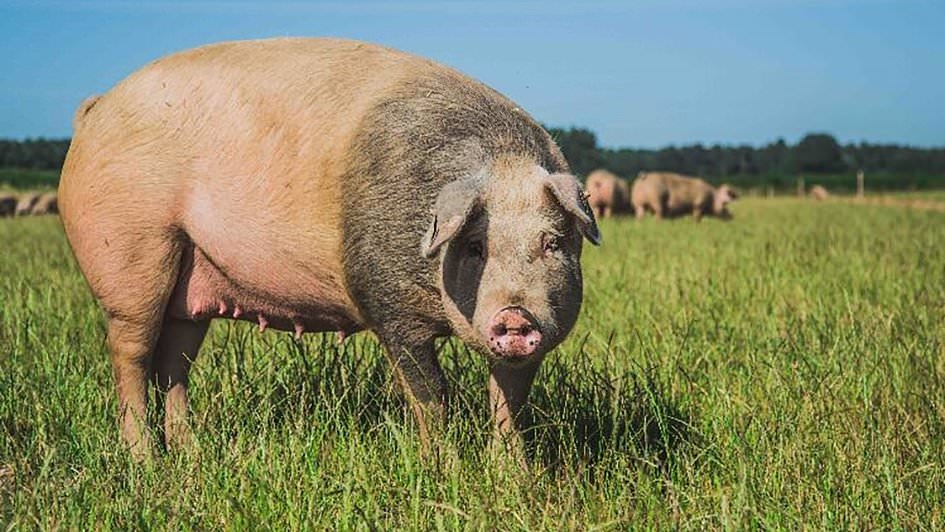 Britain's biggest pig farmer calls on Labour to fix broken planning system
