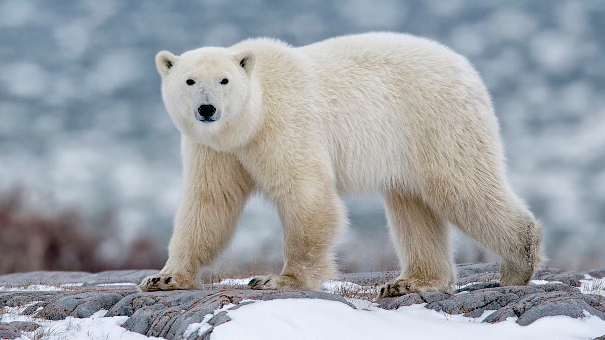 Female skier is dragged from her tent and mauled by a polar bear on Arctic island