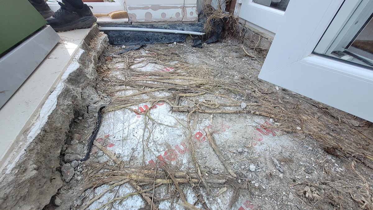Couple have their home ruined and are left with £60k repair bill after bamboo from next door grows through their floor