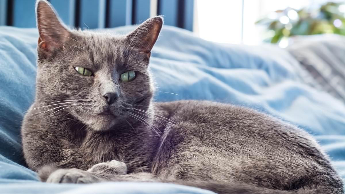 Cat-sitting job offering £65 per hour draws widespread interest