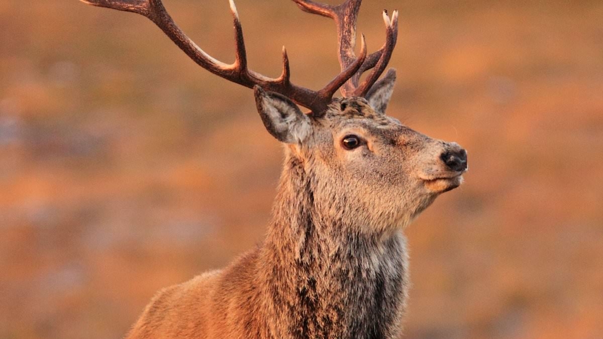Deer from billionaire's estate are invading Highland village again, claim locals