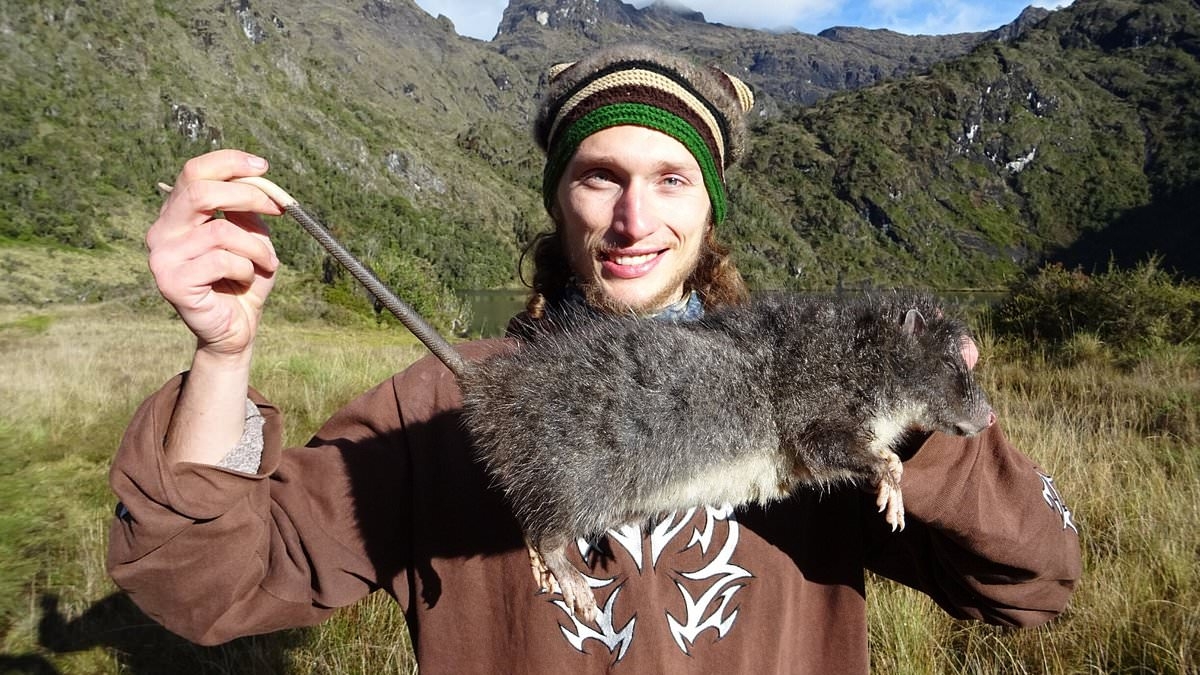 Scientist reveals world-first footage of subalpine wooly rat, a rodent species as big as a domestic cat