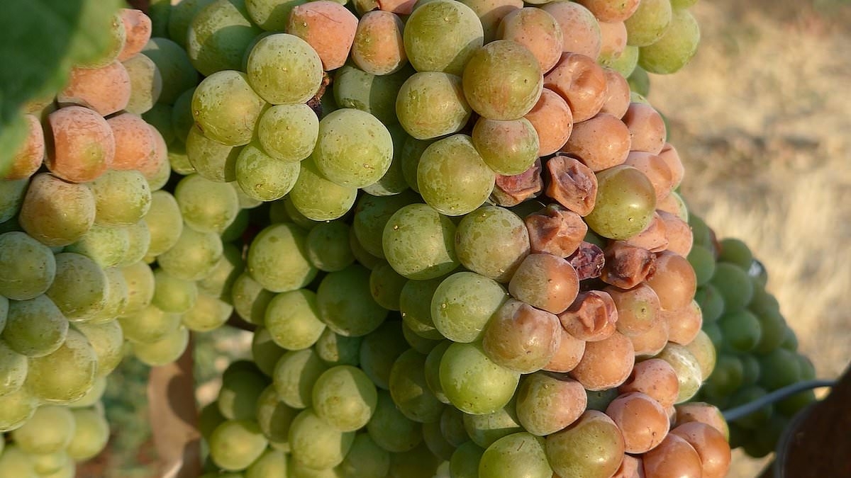 Revealed: The popular wines most at risk from climate change - so, is your favourite variety in the firing line?