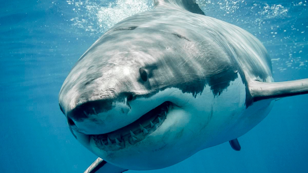 California swimmer has very lucky escape after encounter with 'curious' great white shark