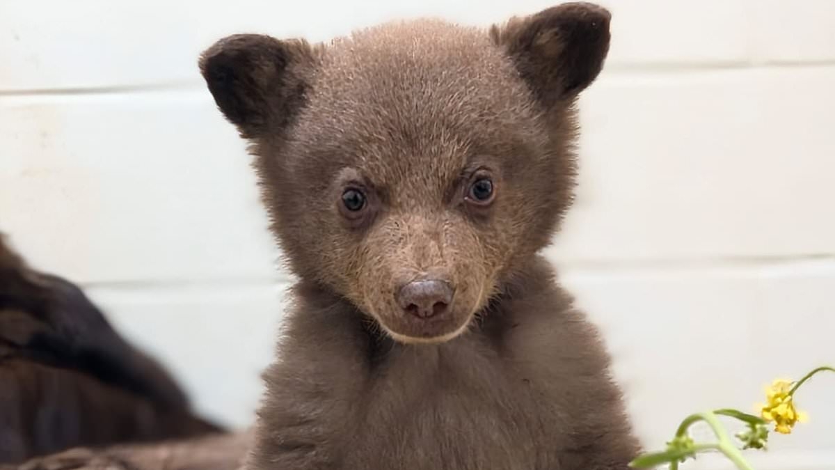 Adorable bear cub is flourishing after being found abandoned and malnourished