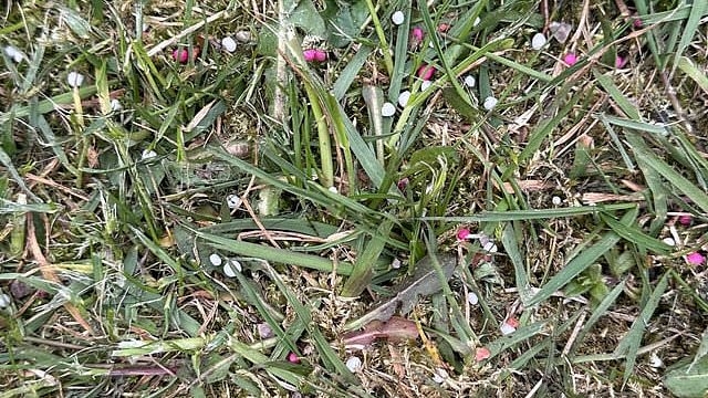 I went to mow my lawn was baffled after finding white and pink balls on it but they have a simple purpose