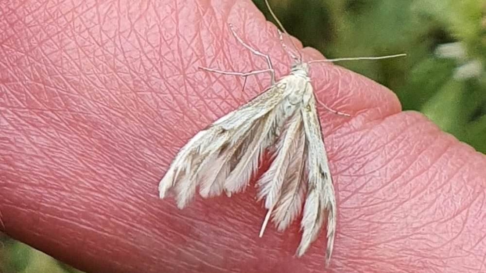 Fury as Welsh Labour government spends £250,000 on project to count MOTHS while it cuts public services