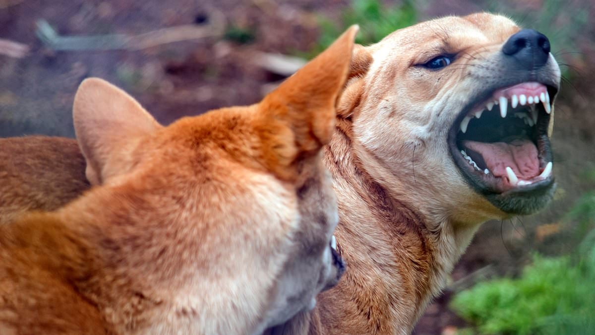 BREAKING NEWS Dingo is violently stabbed after mauling a young boy on K'gari