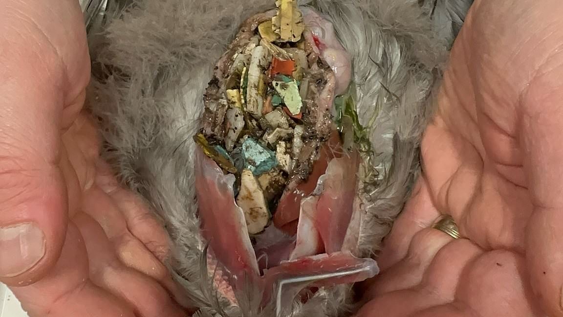 The birds so full of plastic they 'crack and crunch': Heartbreaking images lay bare the devastating impact of Earth's pollution