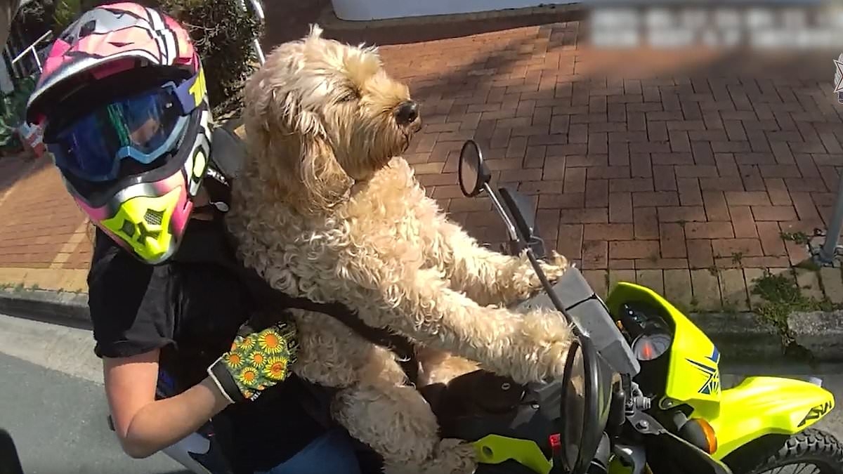 Paw Patrol: Motorbike rider issued eye-watering fine after cops pulled her over for travelling with her pet dog