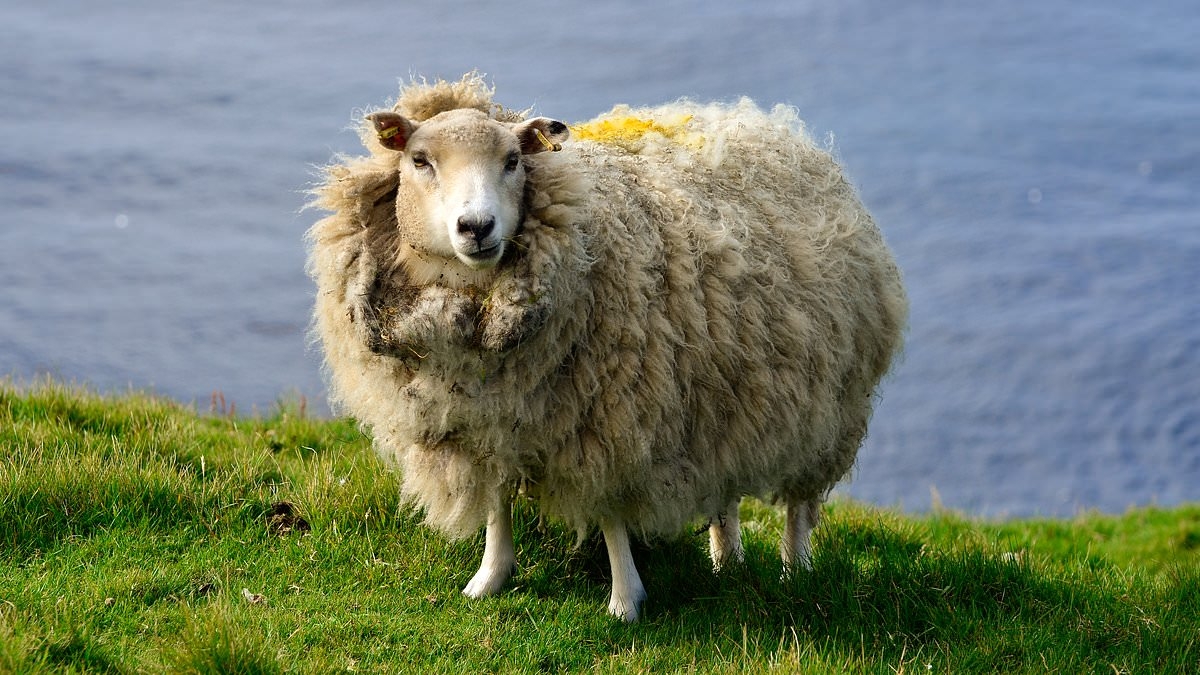 Plans to tell families to eat less meat could be death-knell for the Sunday roast