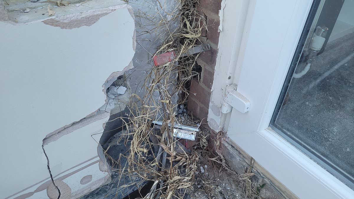 I had to demolish my entire conservatory because of my neighbour's bamboo... we couldn't believe our eyes when we first discovered it