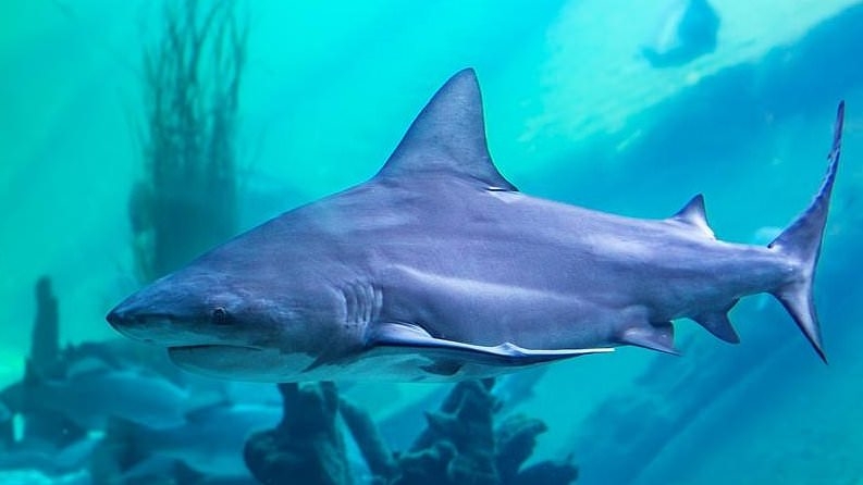 BREAKING NEWS Heartbreak as Sydney Zoo confirms shock death news