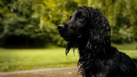 William and Kate's cocker spaniel Orla 'welcomes four puppies' - and the royal children are 'in love'