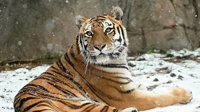Devastated Chicago residents left reeling after beloved tiger is euthanized at zoo