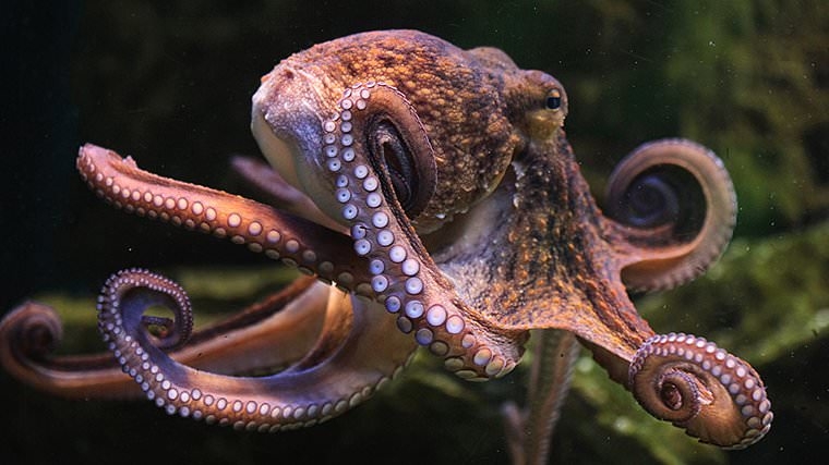Invading hoard of octopuses from the Mediterranean devour shellfish caught by British fishing crews - leaving shortages at restaurants