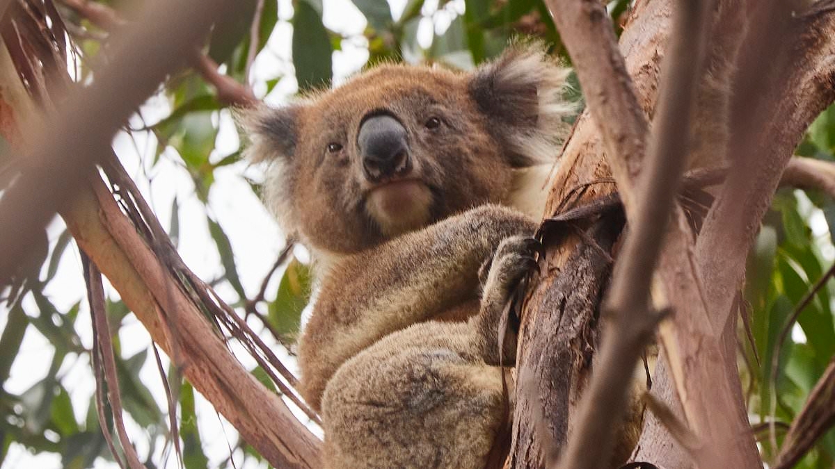Outrage over koala 'massacre': Helicopter marksmen sniper hundreds dead after devastating bushfires