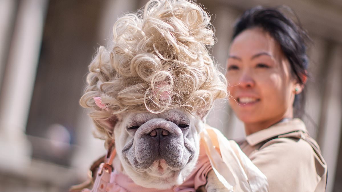 Bridgerton goes to the dogs as canine show celebrates Regency-era Rovers