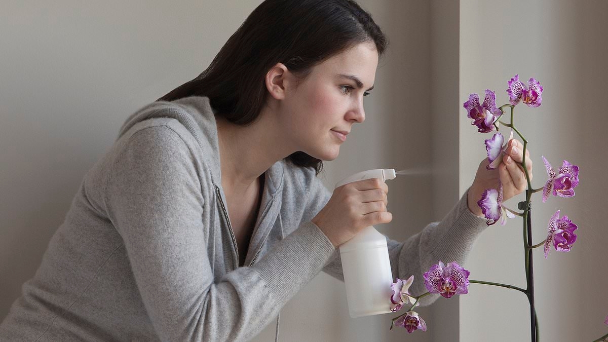 Experts reveal the huge gardening mistake that is stopping your orchids from flowering
