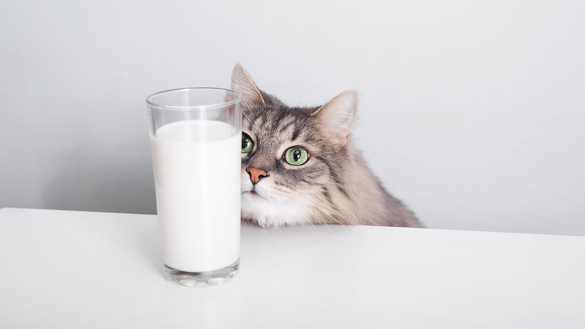 Expert reveals why you should NEVER feed your cat milk - even though they love it