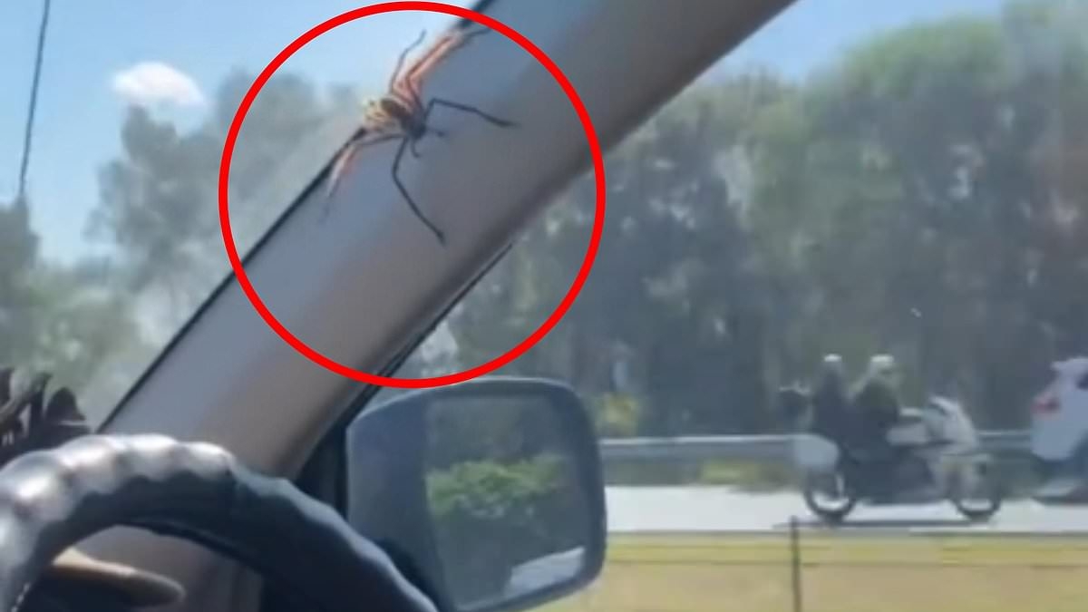 'Why is he so calm?' Aussie driver shows nerves of steel after massive spider hitches a ride