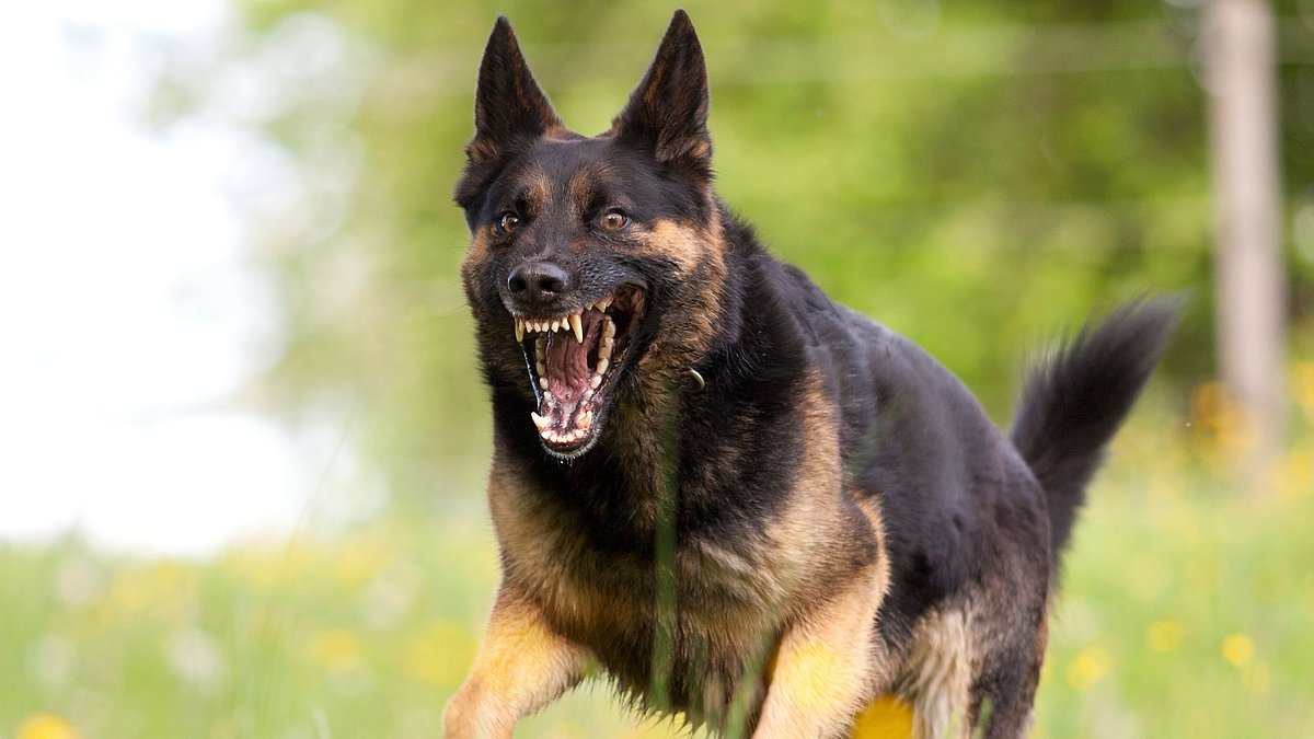 10 most aggressive dog breeds revealed in new study... with some surprising results