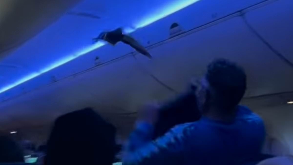 Chaos as two pigeons board Delta flight as passengers scramble to catch them