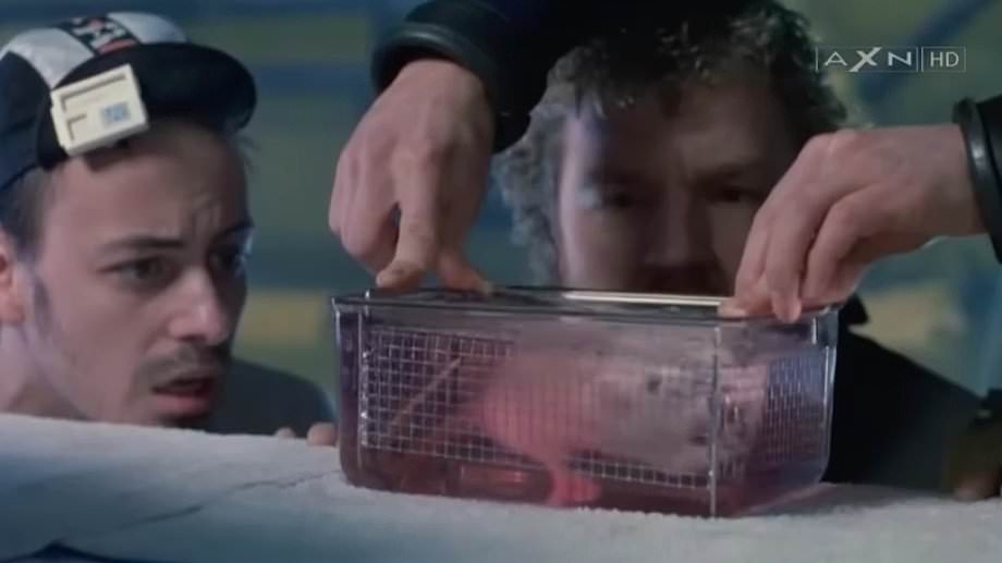 Disney is evading cruelty laws and showing rat drowning scene in film, animal charity claims