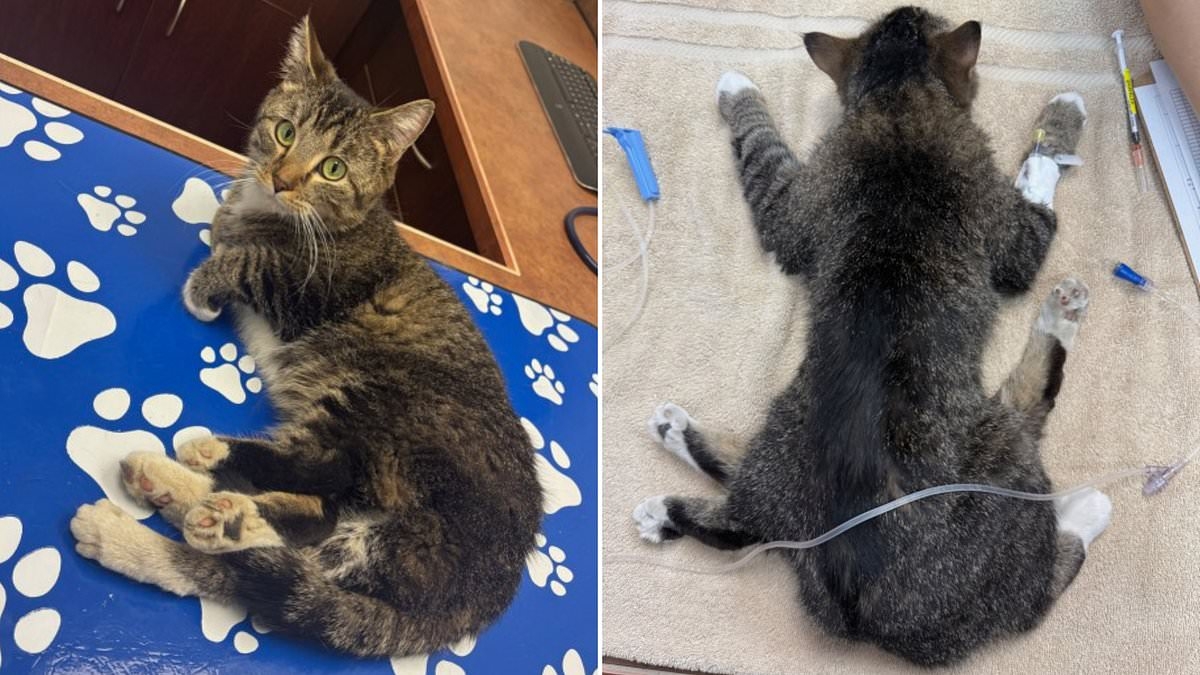 Cat is born with six LEGS after absorbing her twin in utero