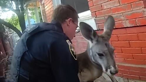 EXCLUSIVE I love Irwin my kangaroo. But his latest showdown with Colorado cops may force me into a heartbreaking choice