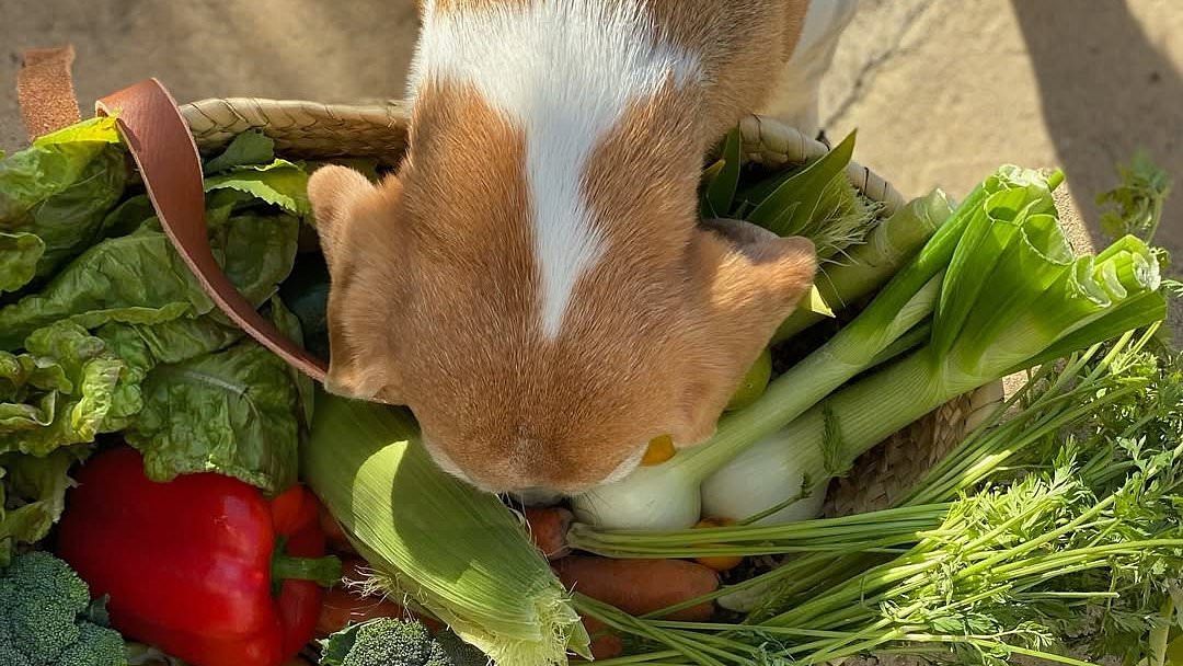 Meghan shares rare glimpse of her and Prince Harry's rescue beagle Mia in latest As Ever promo - amid uncertainty about the future of her lifestyle brand