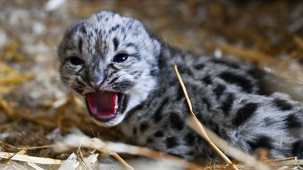 What a lovely Little Lady! Kent animal sanctuary announces birth of sweet snow leopard cub