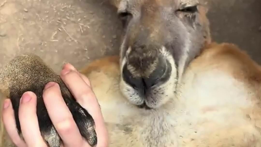 Bizarre video of kangaroo inside a Chinese zoo rings alarm bells
