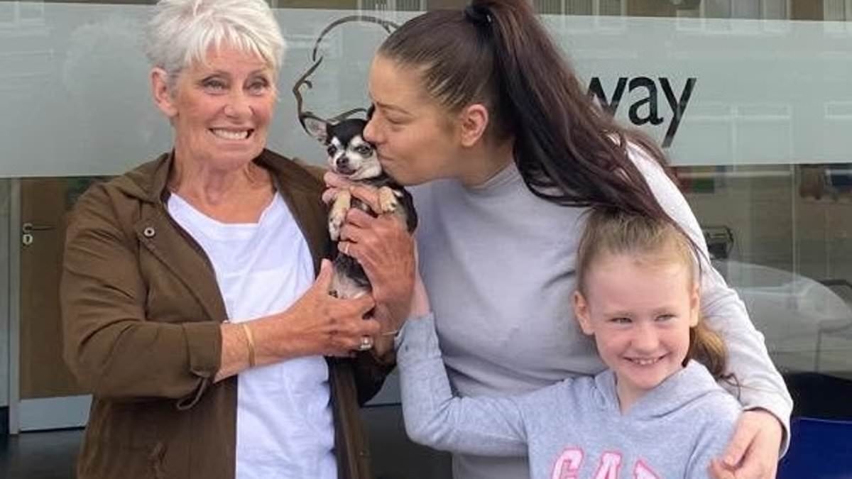 Missing chihuahua Bea is reunited with delighted family five YEARS after disappearing during Covid