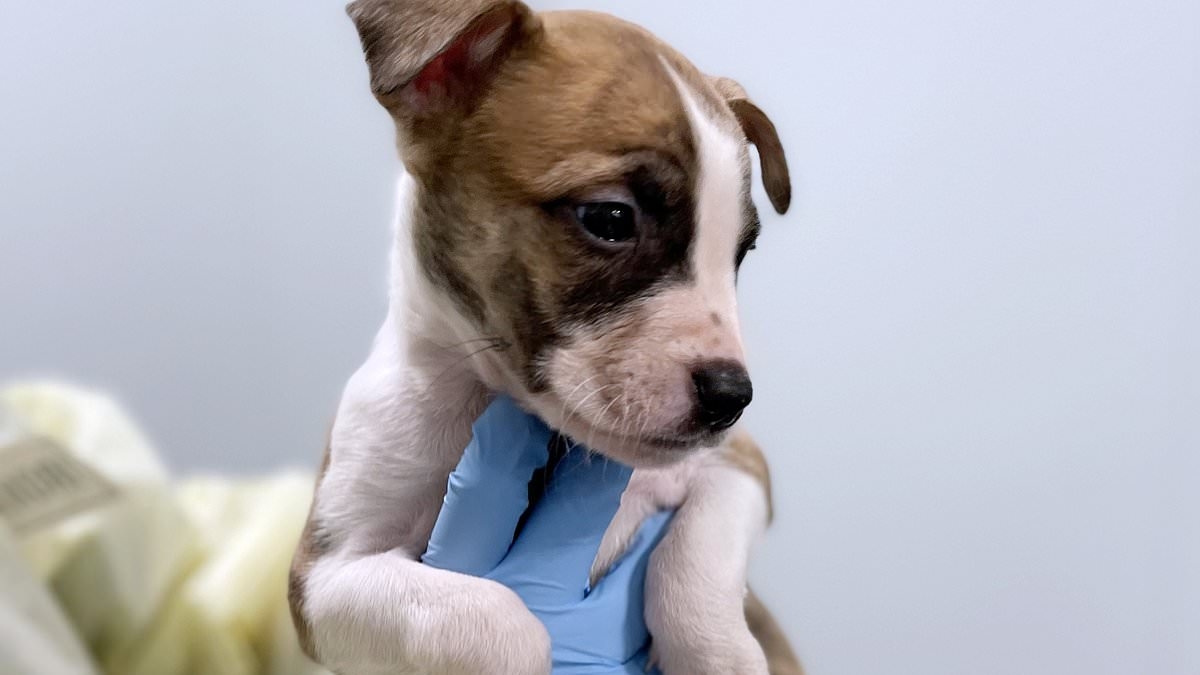 Horrifying twist in death of newborn girl who was 'mauled to death by puppy'